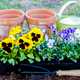 Illustration for article titled How to Get Your Garden Ready for Spring Planting